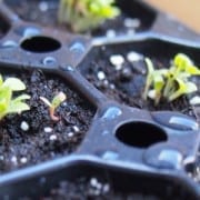 navidades sostenibles