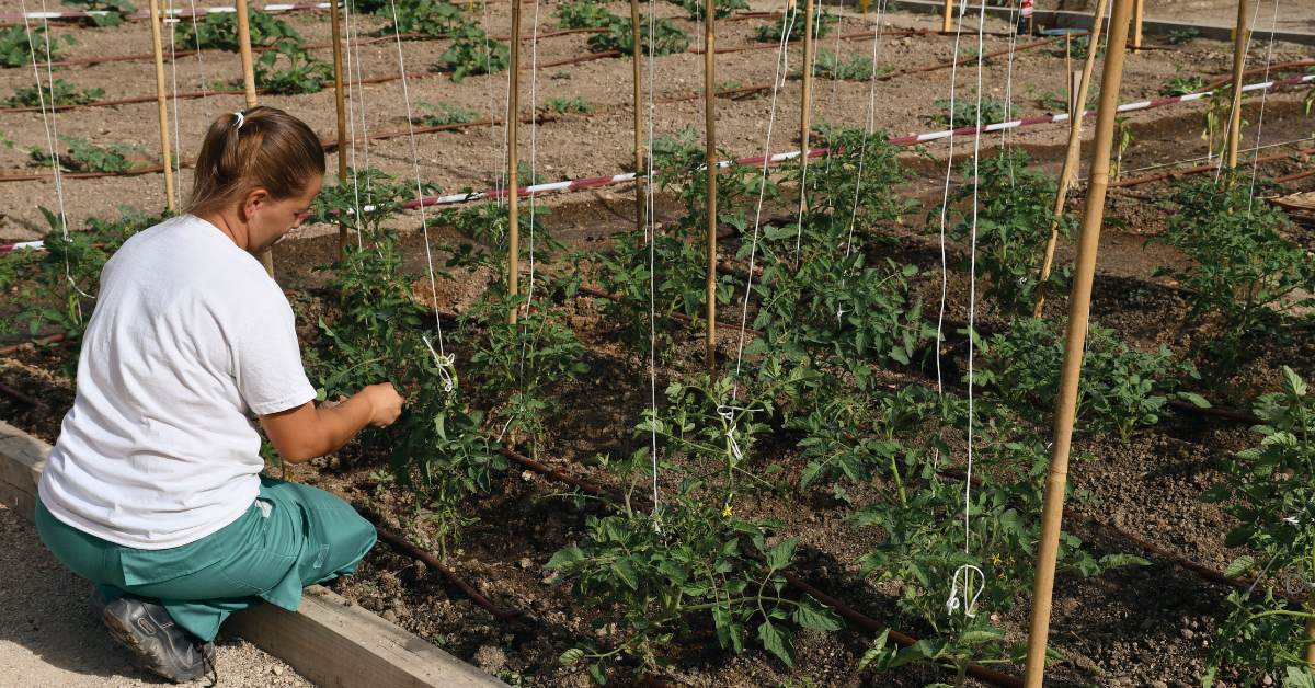 Formacion Barrios Productores